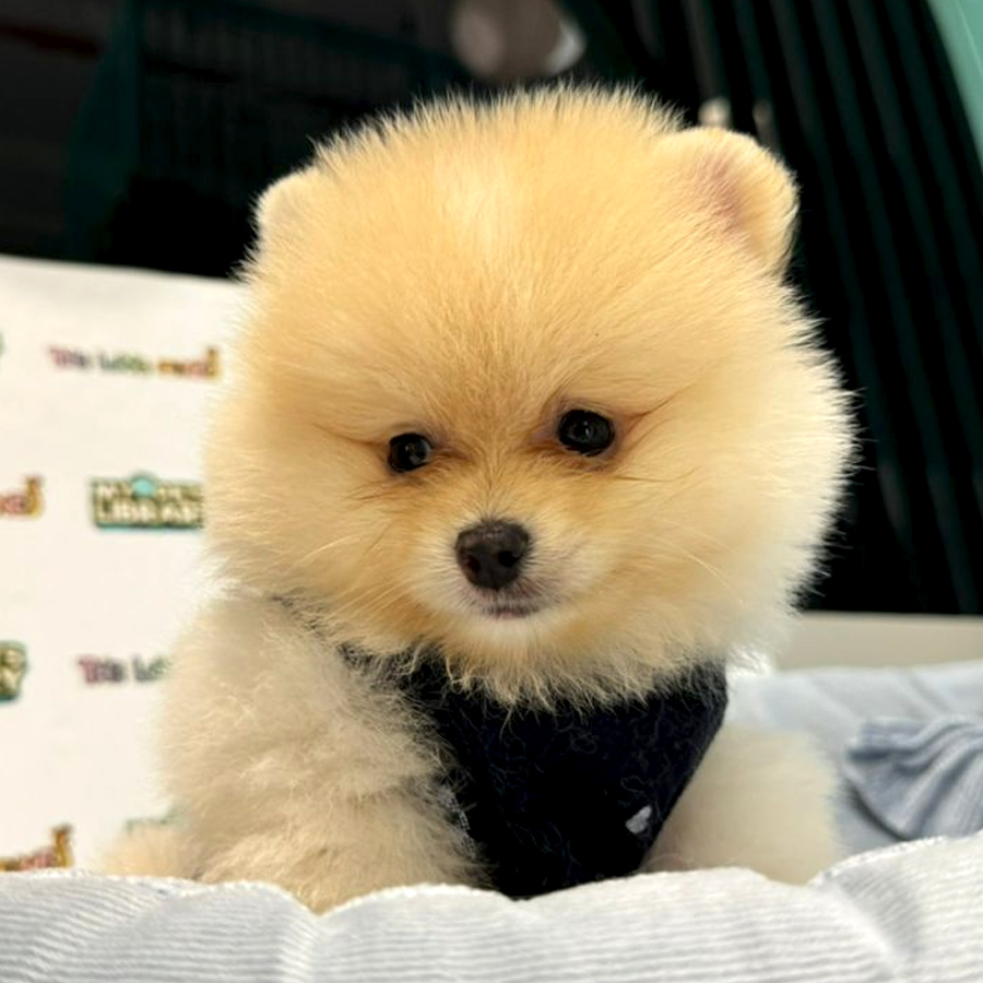 Pomeranian Puppy (Male) For Sale