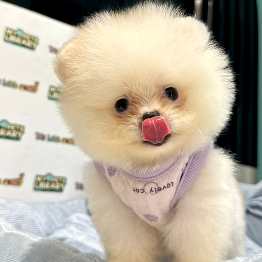 Teacup Pomeranian Puppy (Male) For Sale