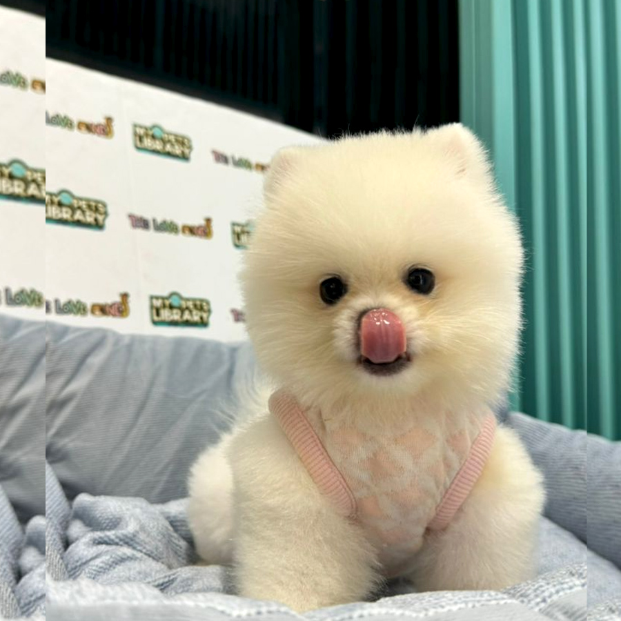 Pomeranian Puppy (Male) For Sale