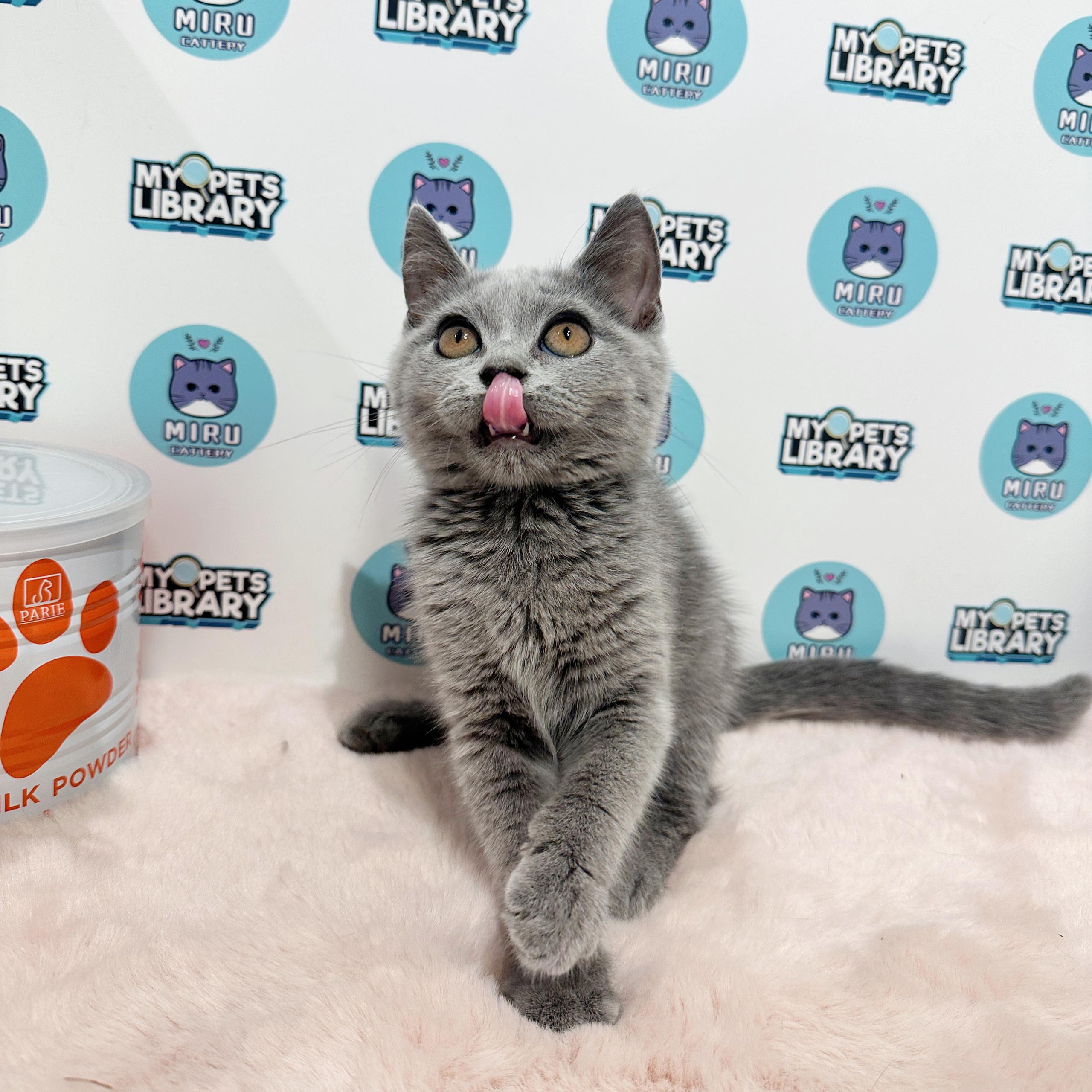 British Shorthair Kitten (Female) For Sale