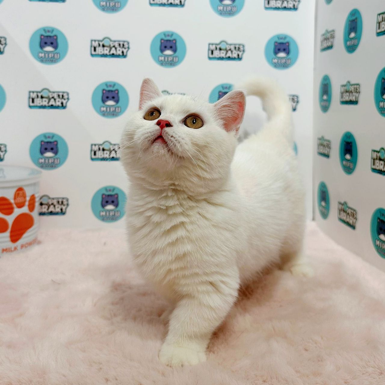 Super Short Munchkin British Shorthair Kitten (Female) For Sale