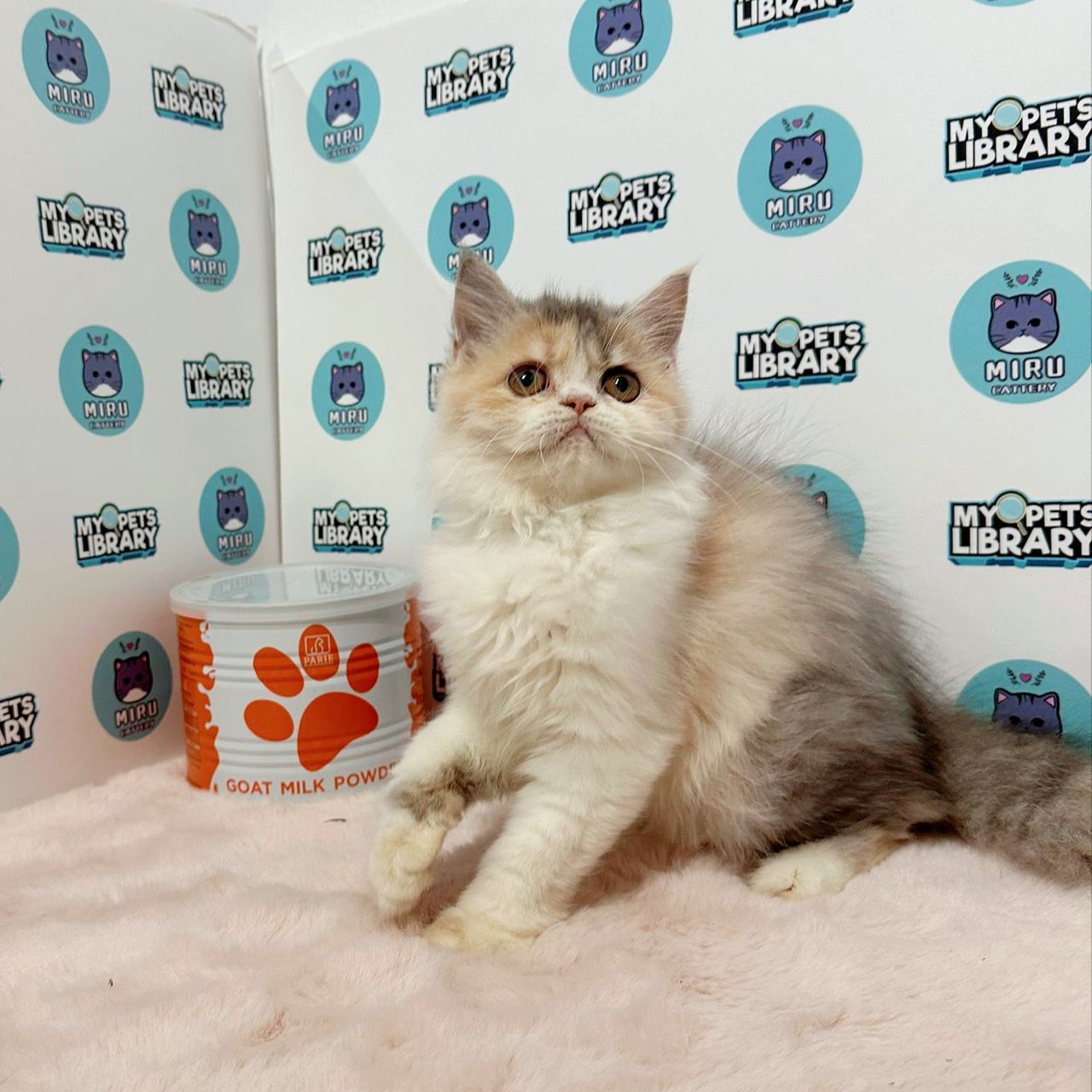 Persian Kitten (Female) For Sale