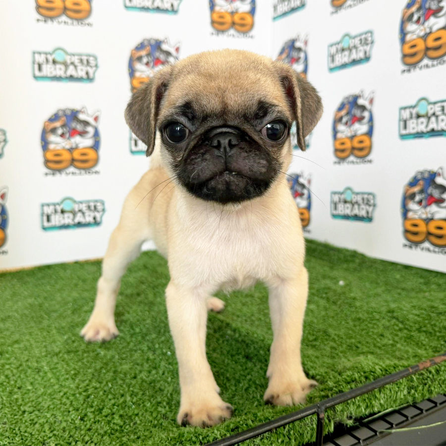 Pug Puppy (Female) For Sale