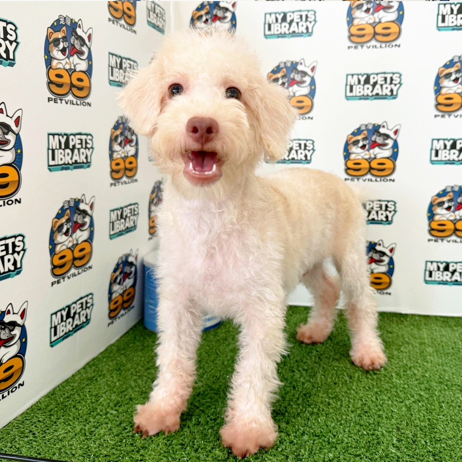 Miniature Poodle Puppy (Male) For Sale