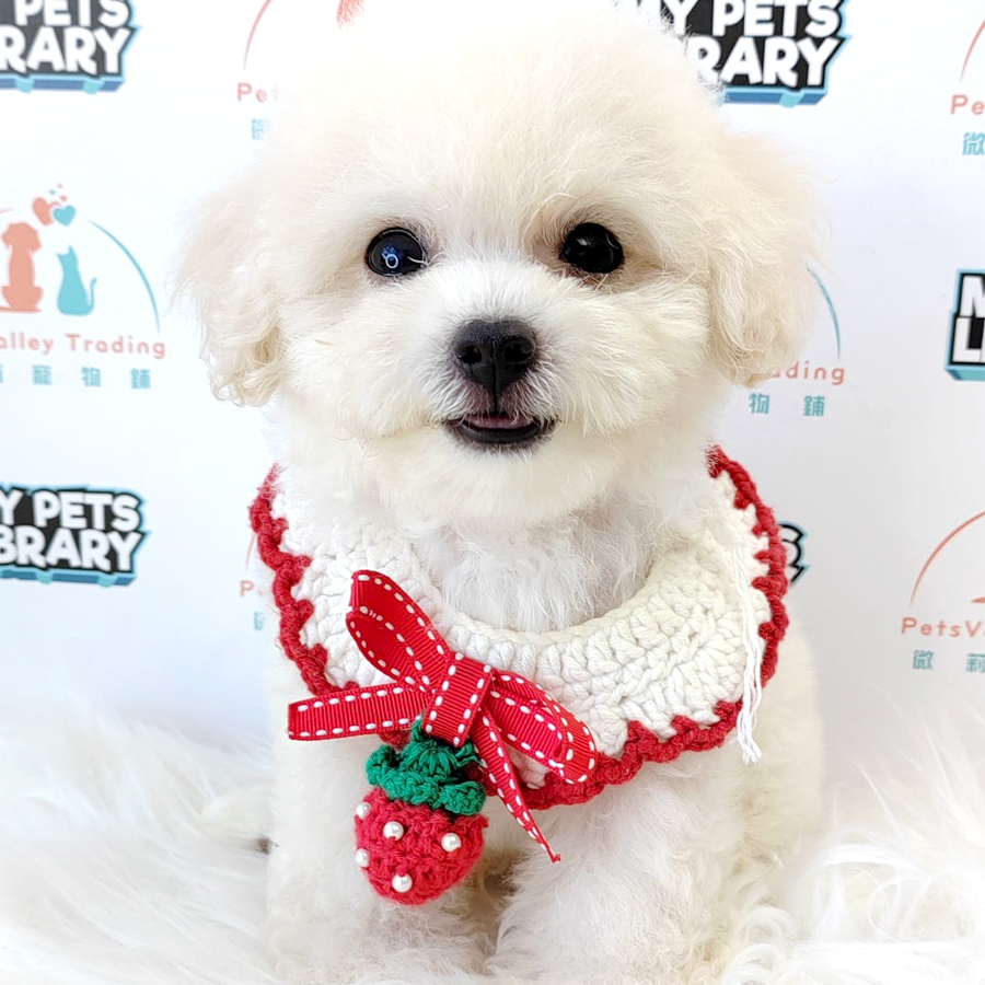 Maltipoo Puppy (Male) For Sale
