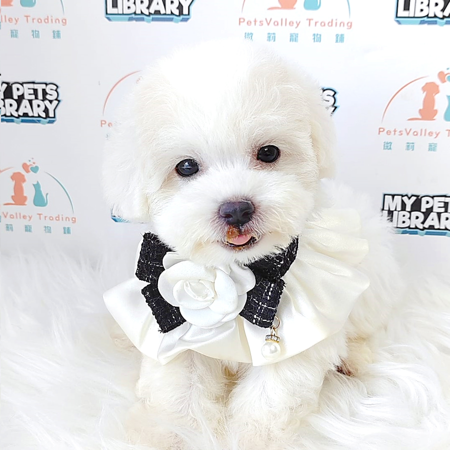 Toy Poodle Puppy (Female) For Sale
