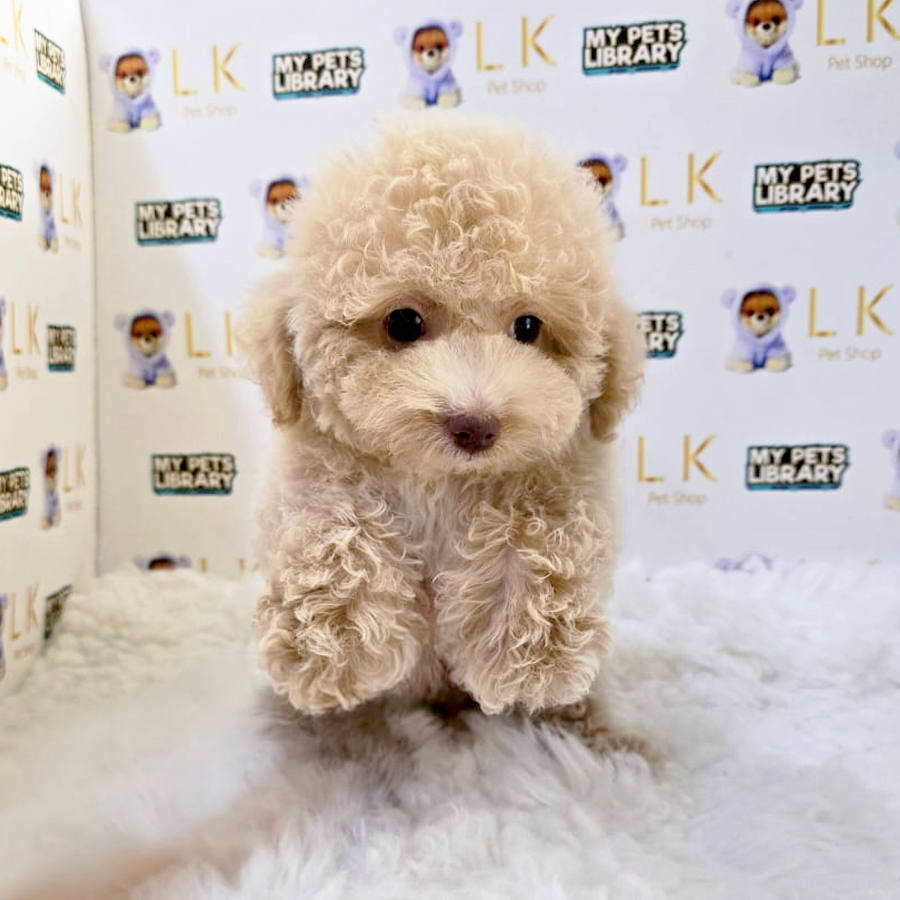 Toy Poodle Puppy (Male) For Sale