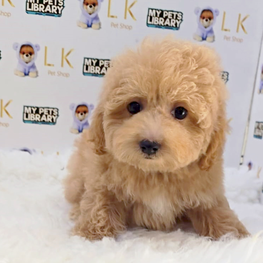 Maltipoo Puppy (Male) For Sale