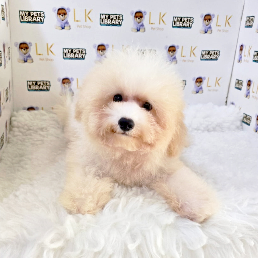 Maltipoo Puppy (Male) For Sale