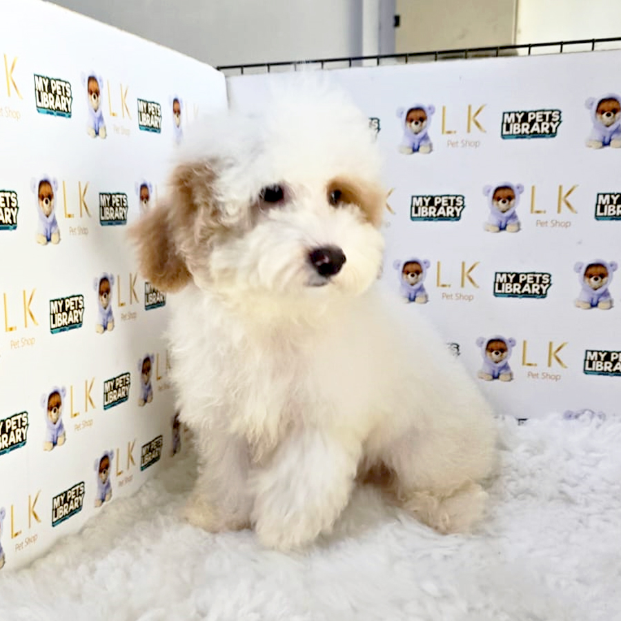 Maltipoo Puppy (Male) For Sale