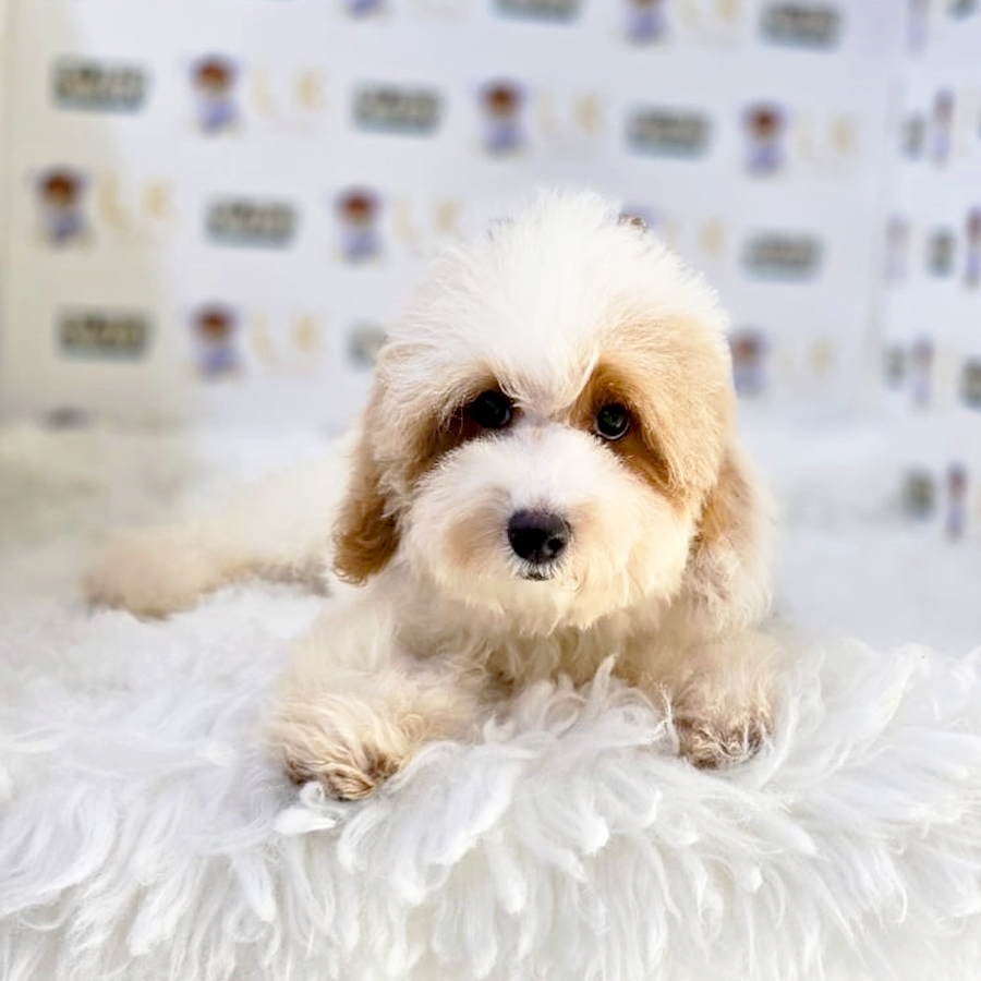 Maltipoo Puppy (Female) For Sale