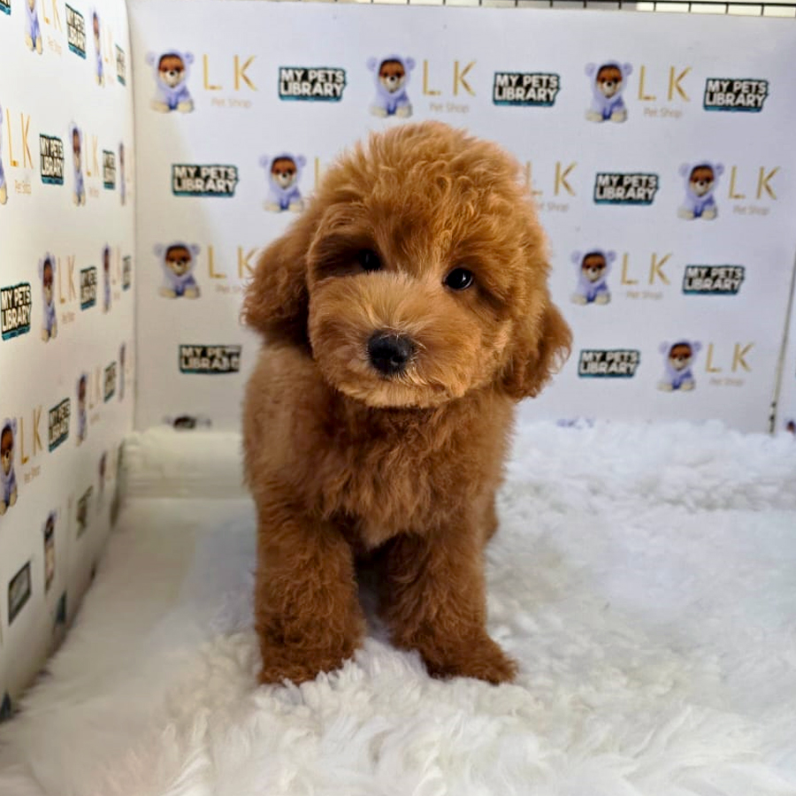 Toy Poodle Puppy (Female) For Sale