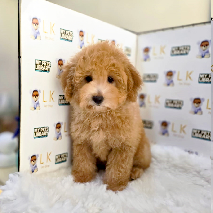 Maltipoo Puppy (Female) For Sale