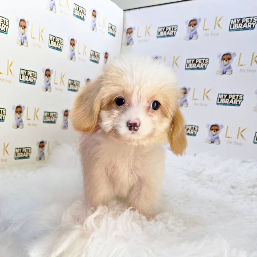 Maltipoo Puppy (Male) For Sale