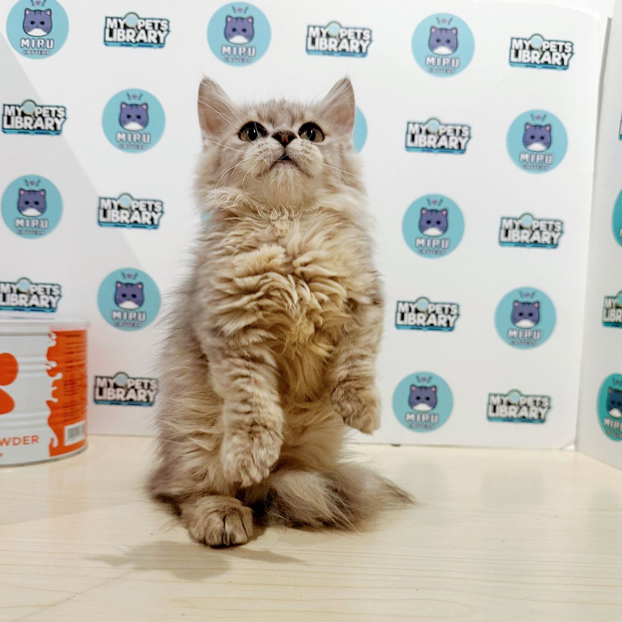 Super Short Munchkin Longhair Kitten (Female) For Sale