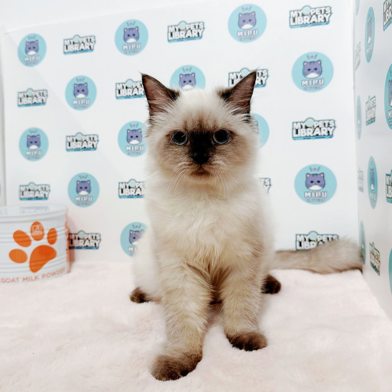 Himalayan Persian Kitten (Female) For Sale