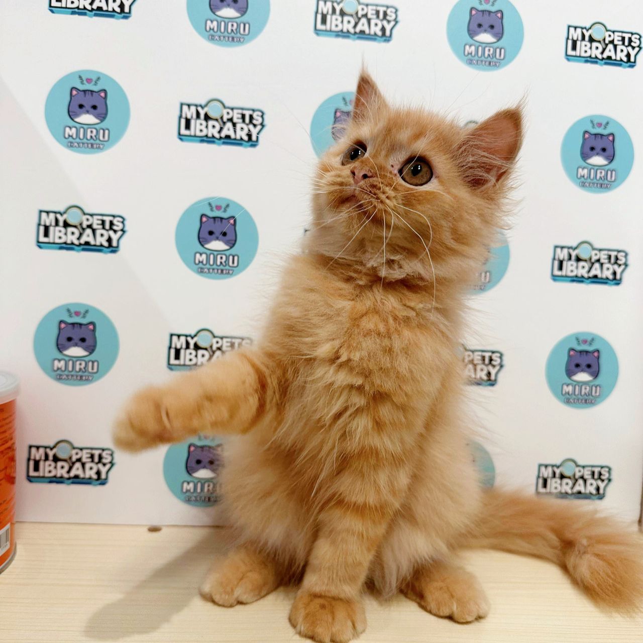 Scottishstraight Kitten (Male) For Sale
