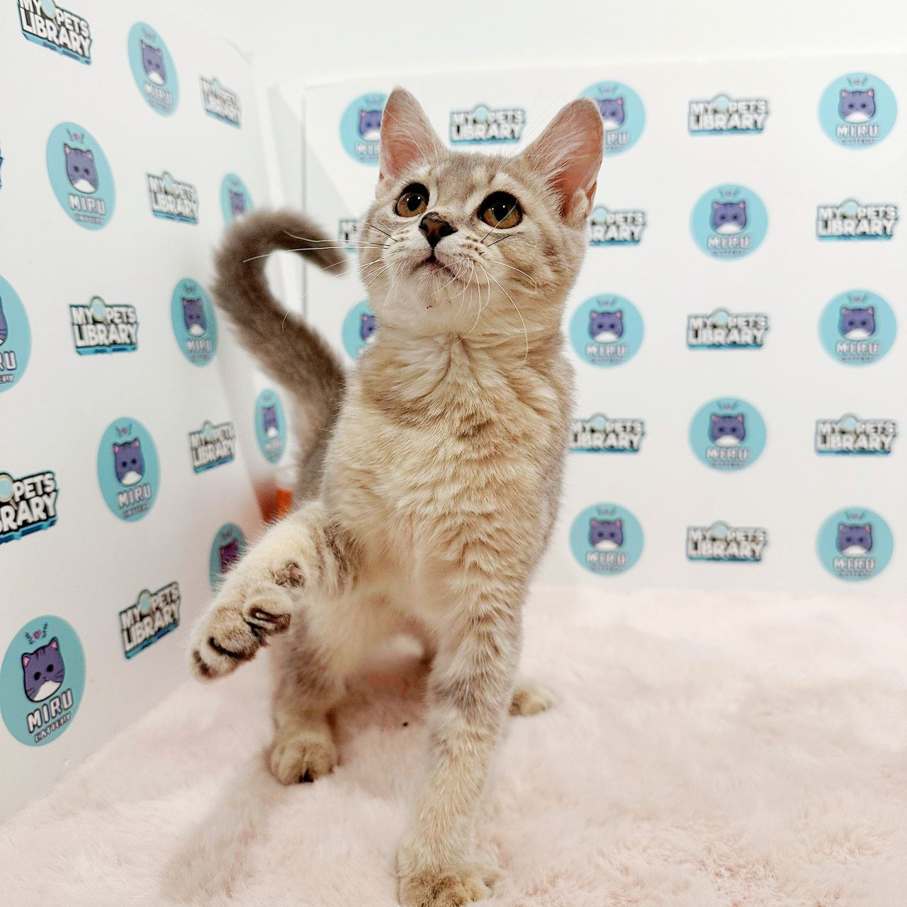 Munchkin British Shorthair Kitten (Female) For Sale