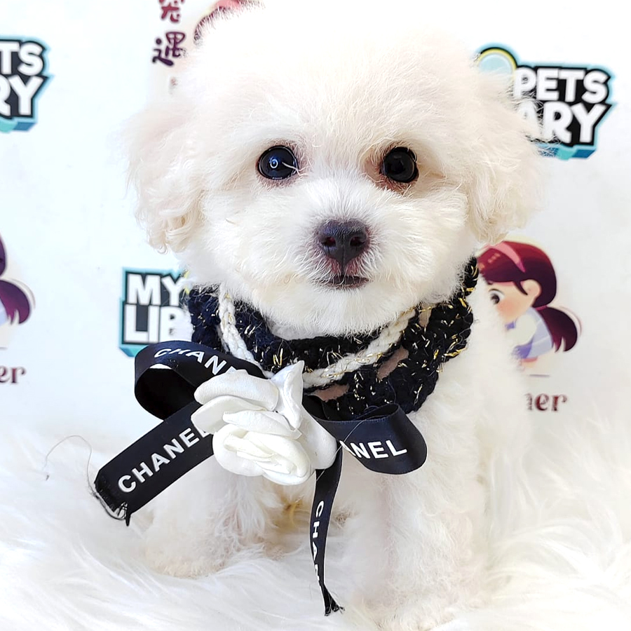 Maltipoo Puppy (Male) For Sale