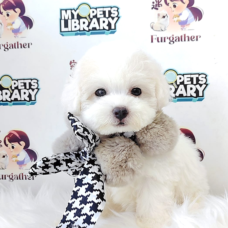 Poodle Puppy (Female) For Sale