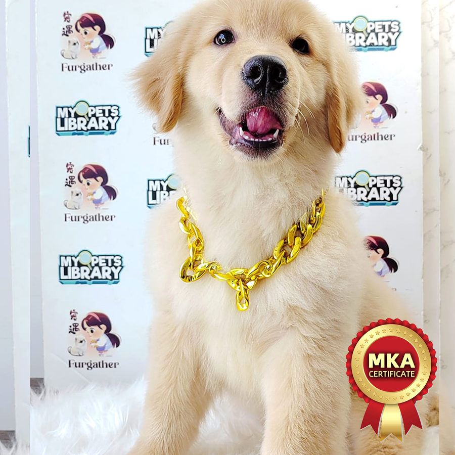 MKA Golden Retriever Puppy (Male) For Sale