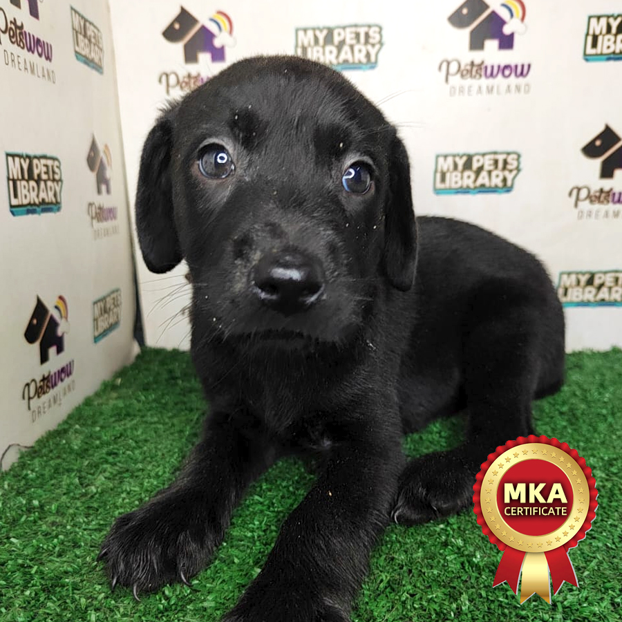 MKA Labrador Puppy (Female) For Sale