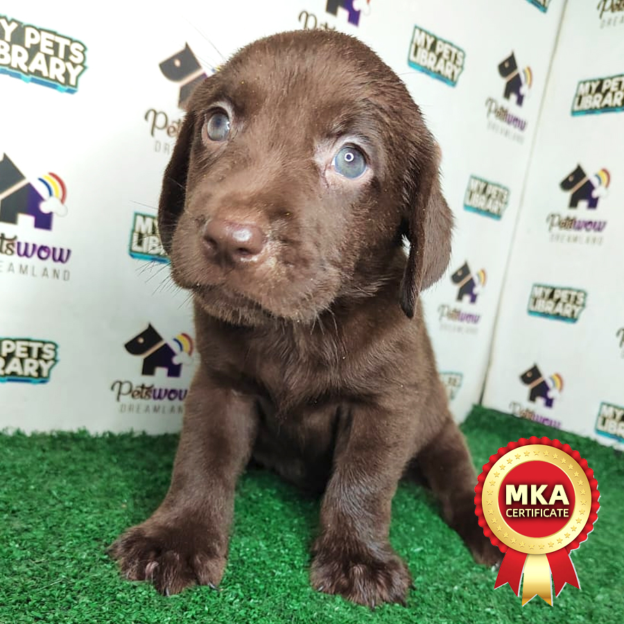 MKA Labrador Puppy (Female) For Sale