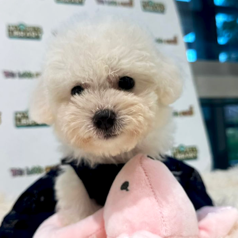 Teacup Bichon Puppy (Female) For Sale