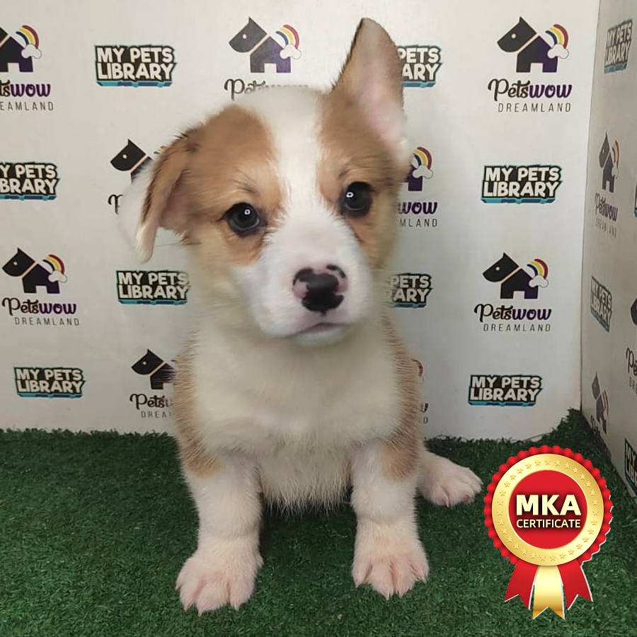 MKA Welsh Corgi Puppy (Male) For Sale
