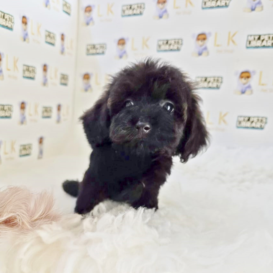 Maltipoo Puppy (Female) For Sale