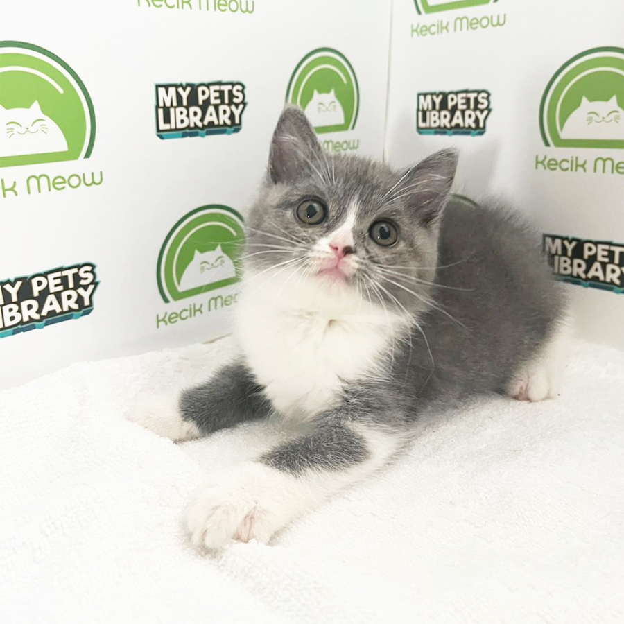 British Shorthair Kitten (Female) For Sale