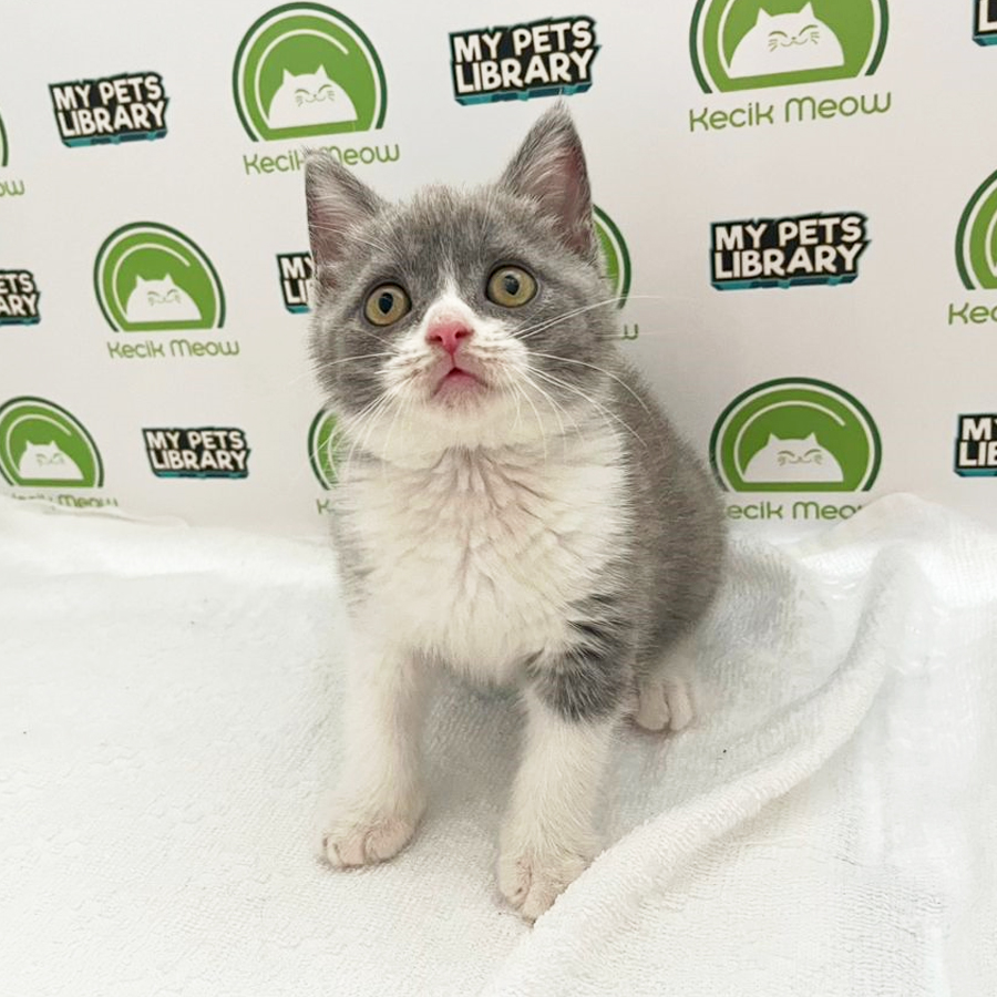 British Shorthair Kitten (Female) For Sale