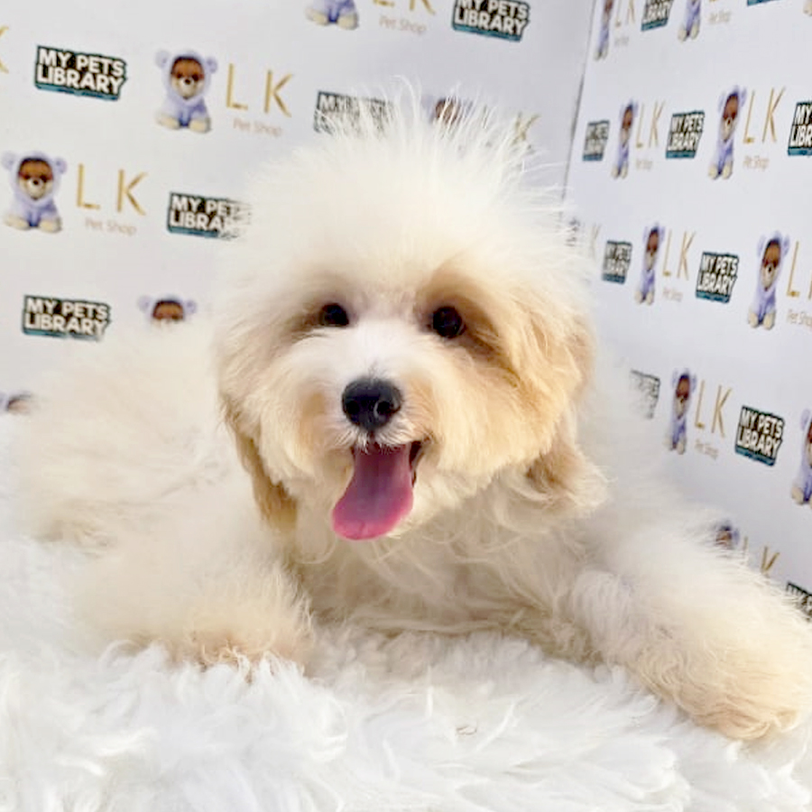 Maltipoo Puppy (Male) For Sale