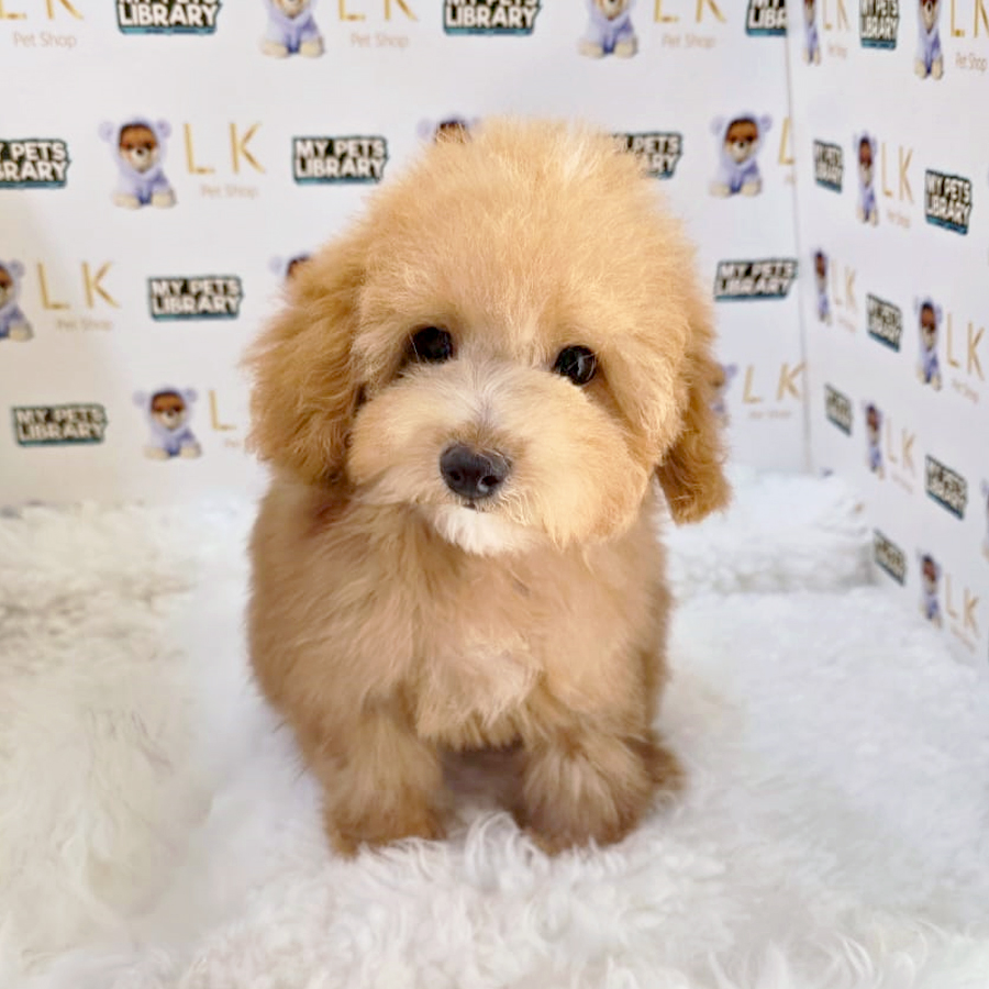 Maltipoo Puppy (Female) For Sale