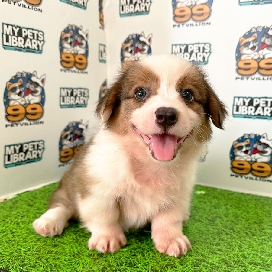 Welsh Corgi Puppy (Female) For Sale