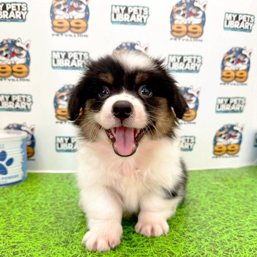 Welsh Corgi Puppy (Female) For Sale