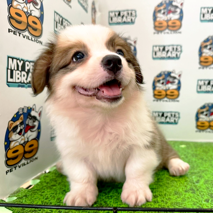 Welsh Corgi Puppy (Female) For Sale