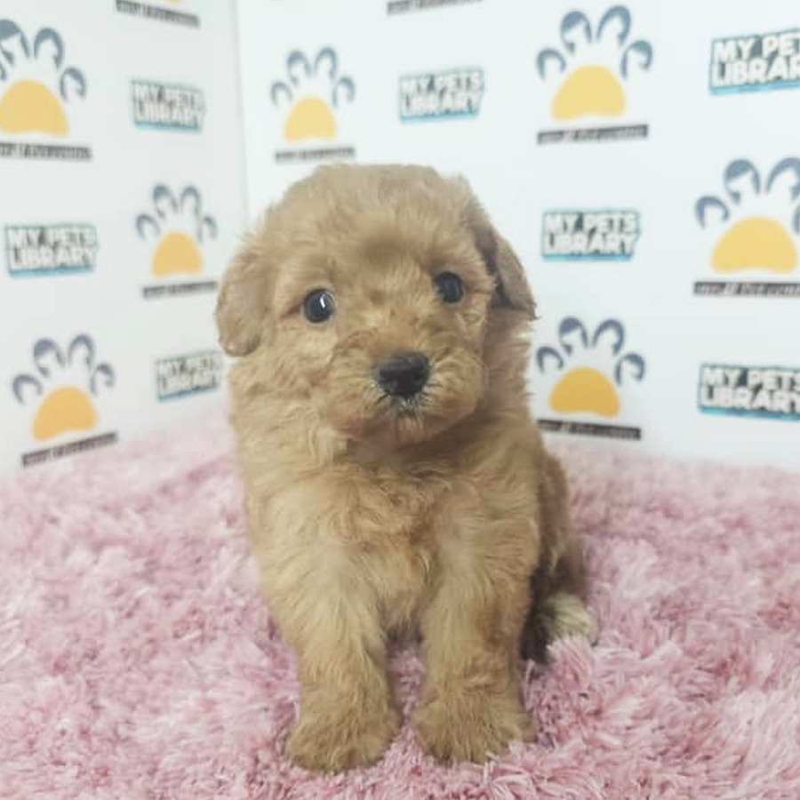 Toy Poodle Puppy (Female) For Sale