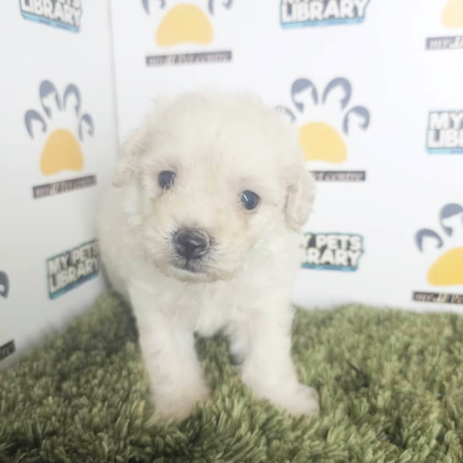 Toy Poodle Puppy (Male) For Sale