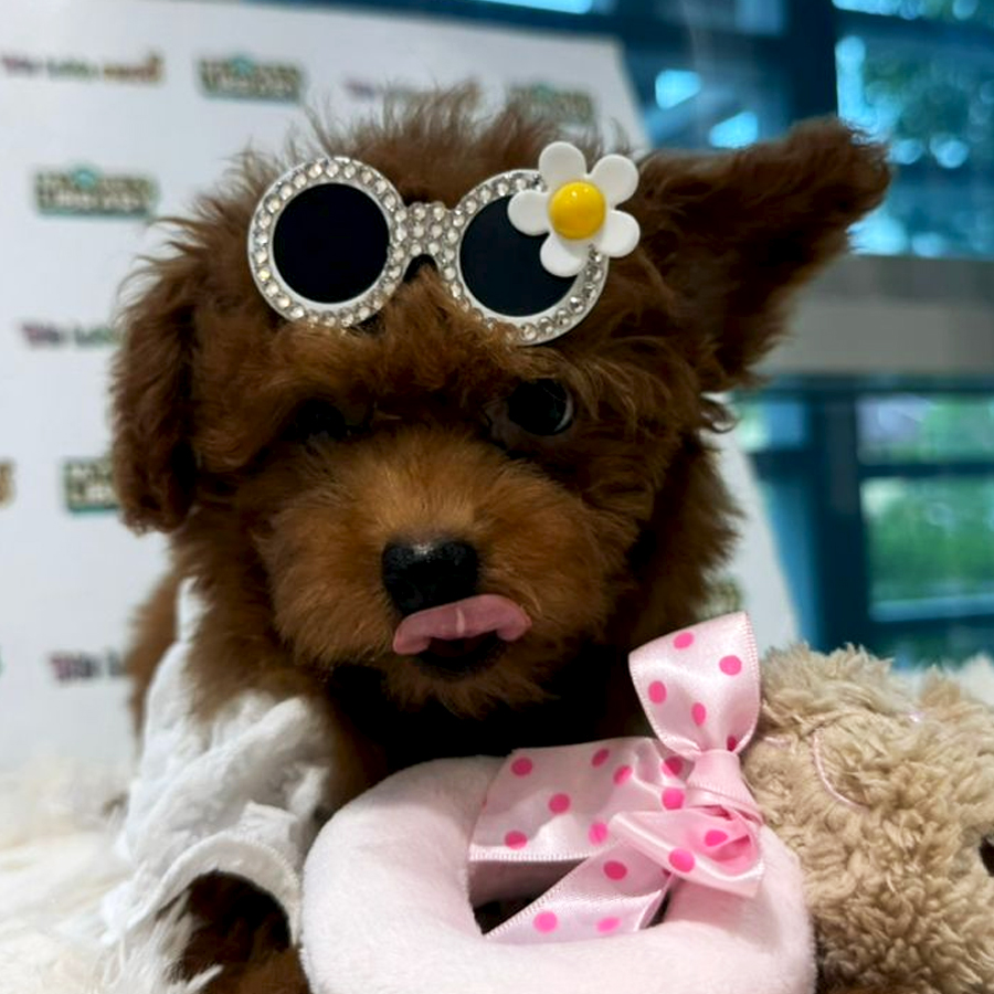 Tiny Toy Poodle (Female) For Sale