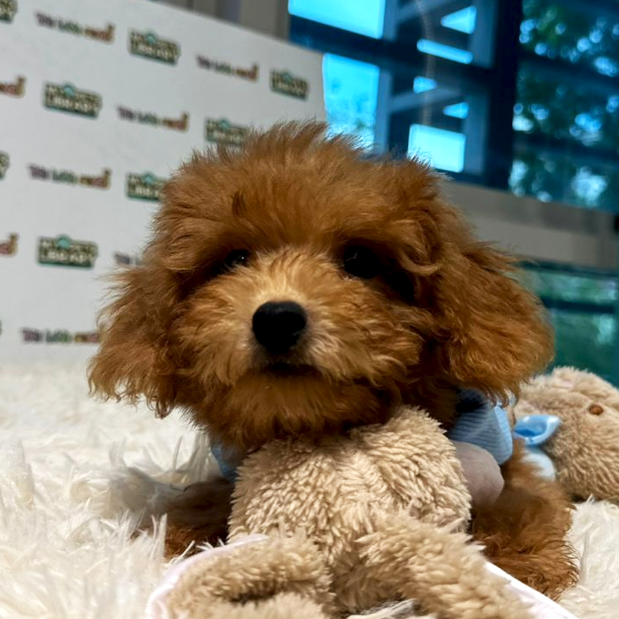 Maltipoo Puppy (Male) For Sale