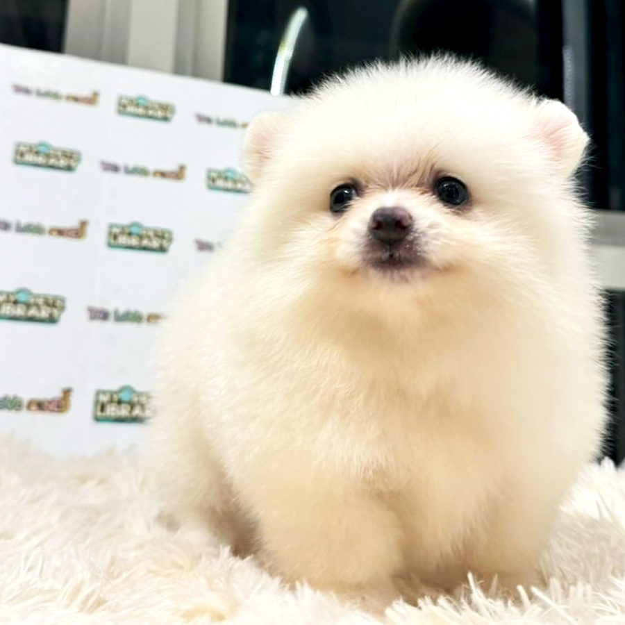Pomeranian Puppy (Female) For Sale