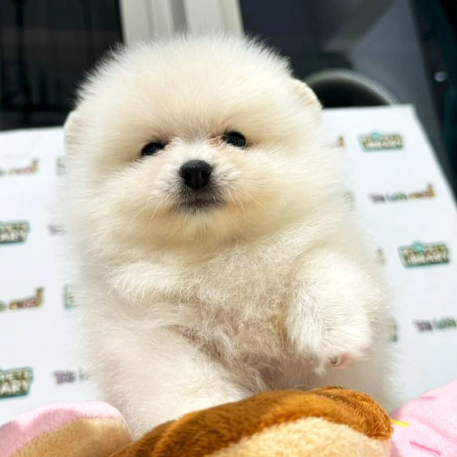 Tiny Pomeranian Puppy (Female) For Sale
