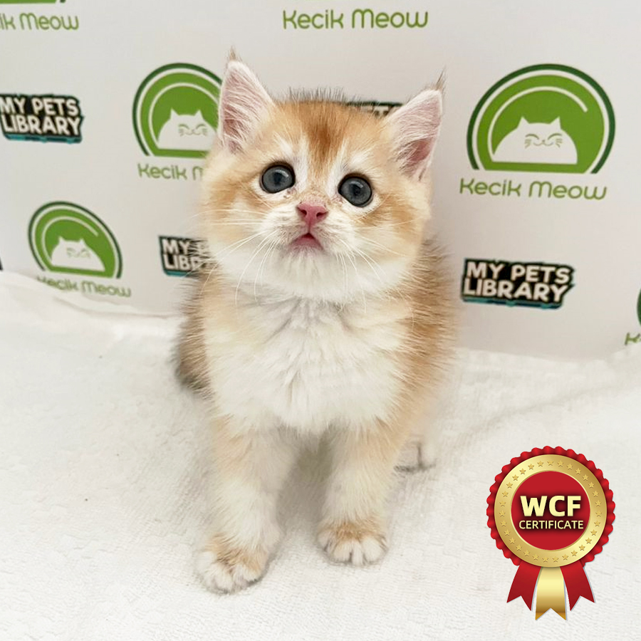 WCF British Shorthair Kitten (Female) For Sale