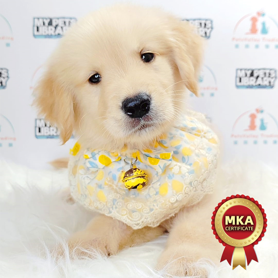 MKA Golden Retriever Puppy (Male) For Sale