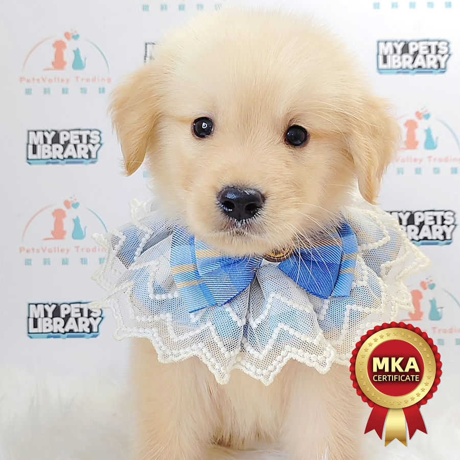 MKA Golden Retriever Puppy (Male) For Sale