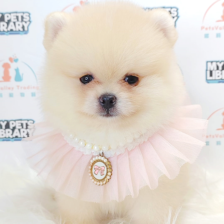 Pomeranian Puppy (Male) For Sale