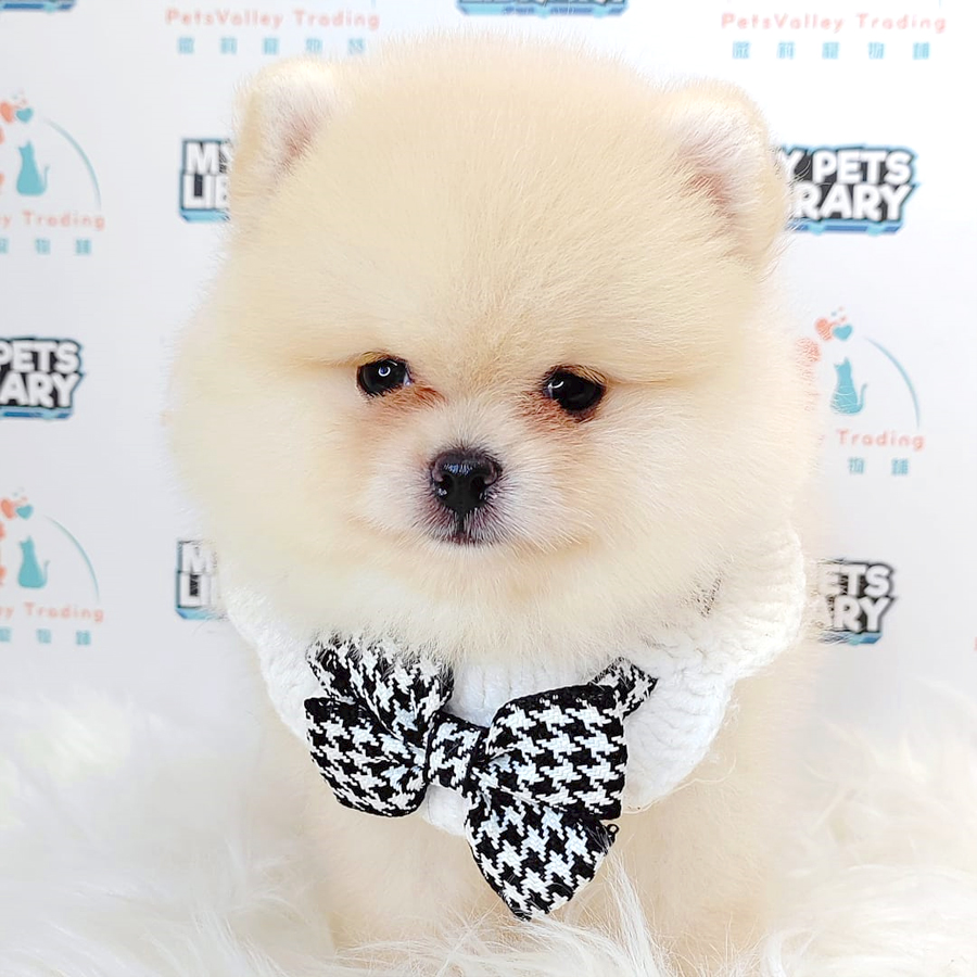 Pomeranian Puppy (Male) For Sale