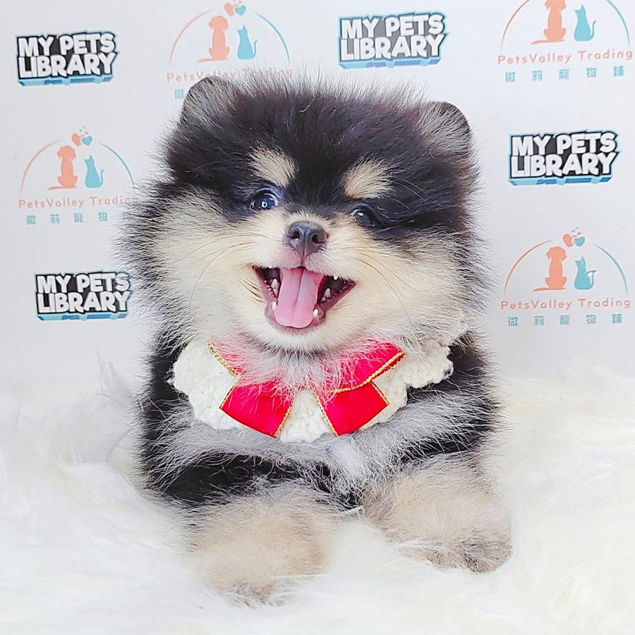 Pomeranian Puppy (Male) For Sale