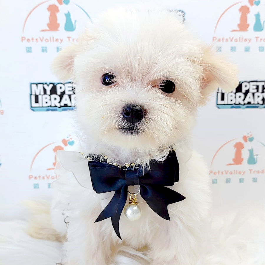 Maltipoo Puppy (Female) For Sale